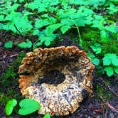 Review photo of Heart O' the Hills Campground — Olympic National Park by Crystal C., March 6, 2020