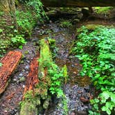 Review photo of Heart O' the Hills Campground — Olympic National Park by Crystal C., March 6, 2020