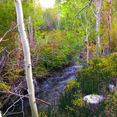 Review photo of Mill Creek Campground - Stanislaus NF by Crystal C., March 7, 2020