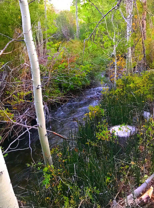 Camper submitted image from Mill Creek Campground - Stanislaus NF - 5