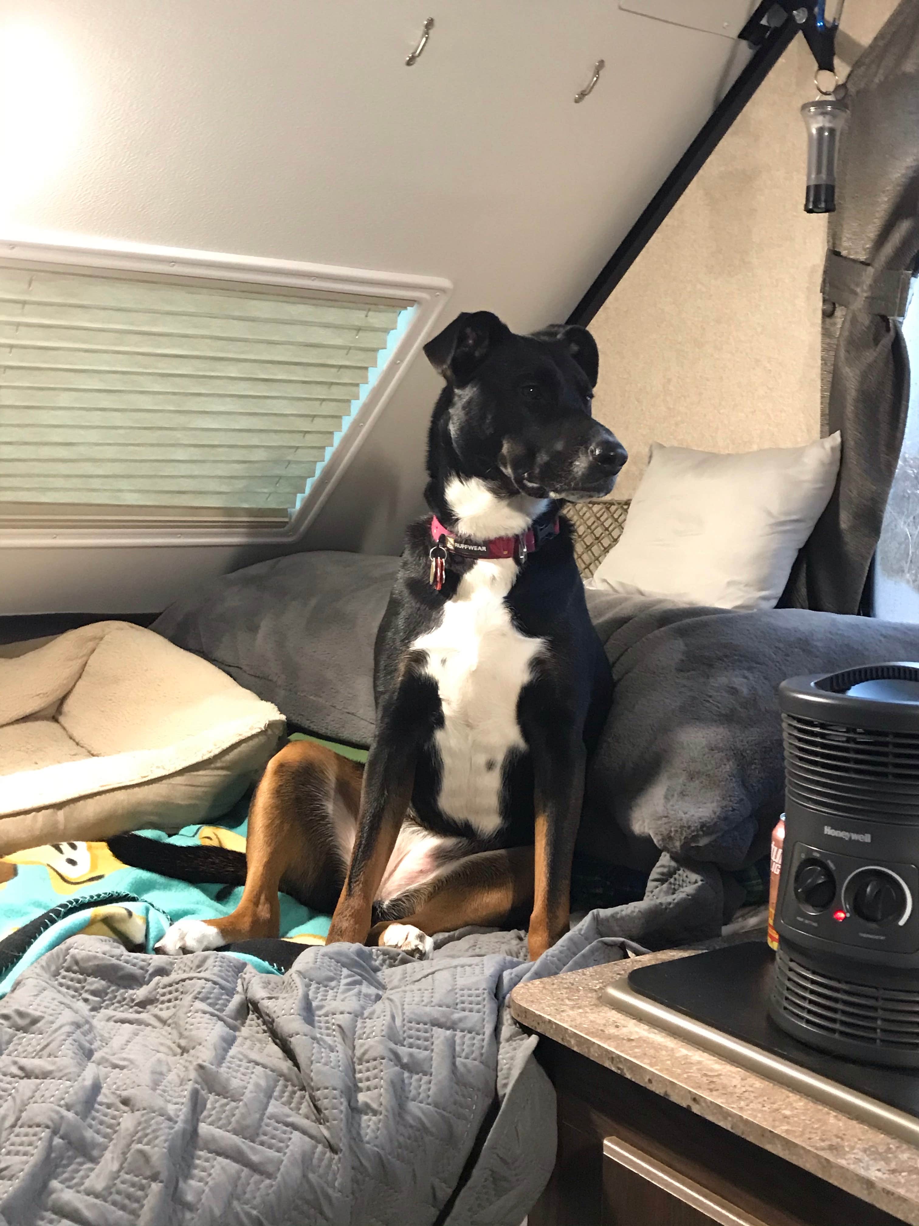 Shannon G.'s photo of camping with pets at A.W. Marion State Park Campground near Galloway, OH