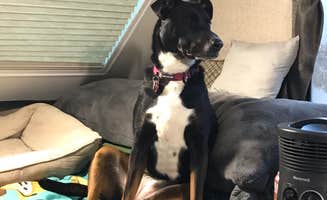 Shannon G.'s photo of camping with pets at A.W. Marion State Park Campground in Ohio