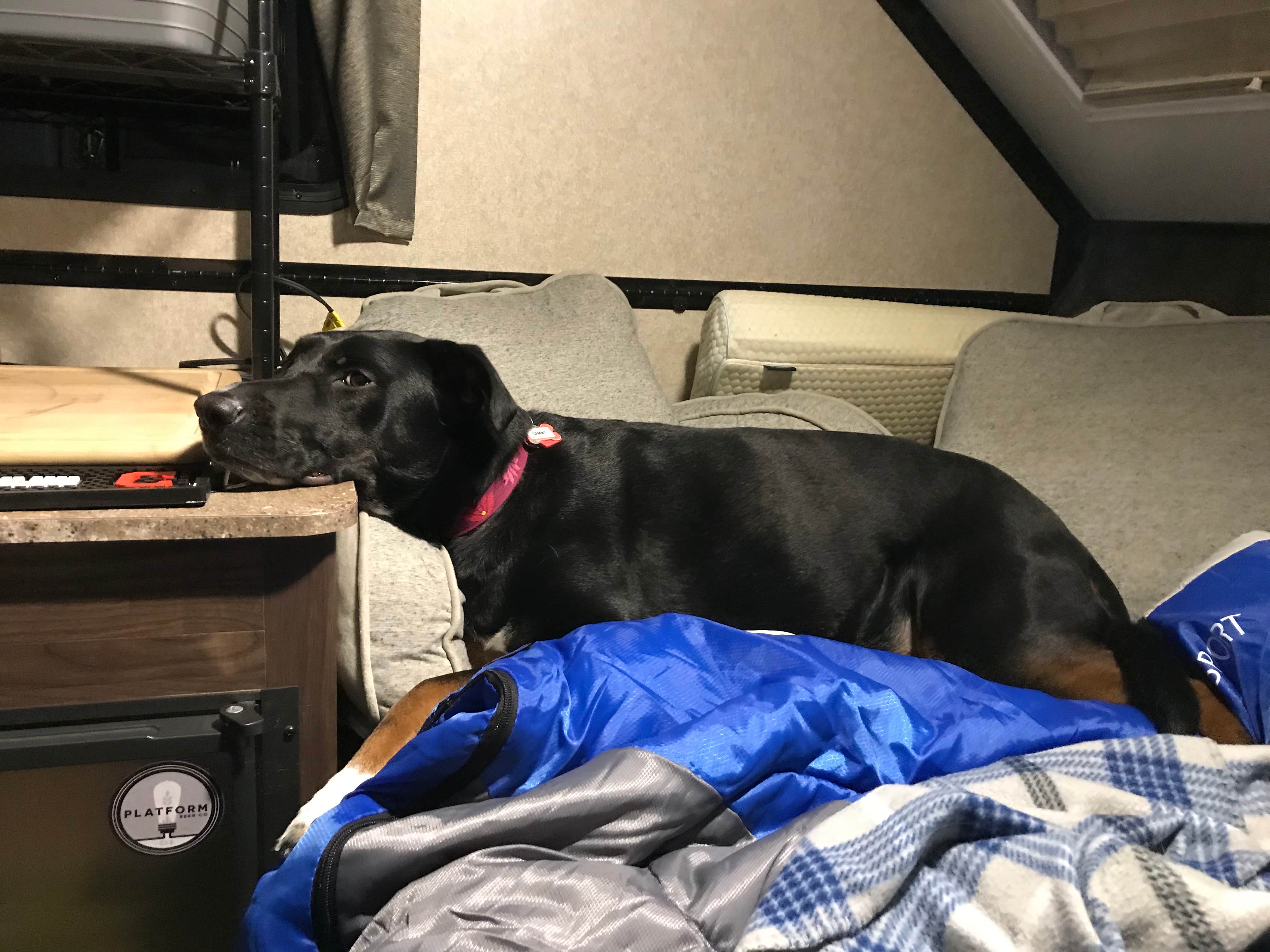 Shannon G.'s photo of camping with pets at A.W. Marion State Park Campground near Carroll, OH