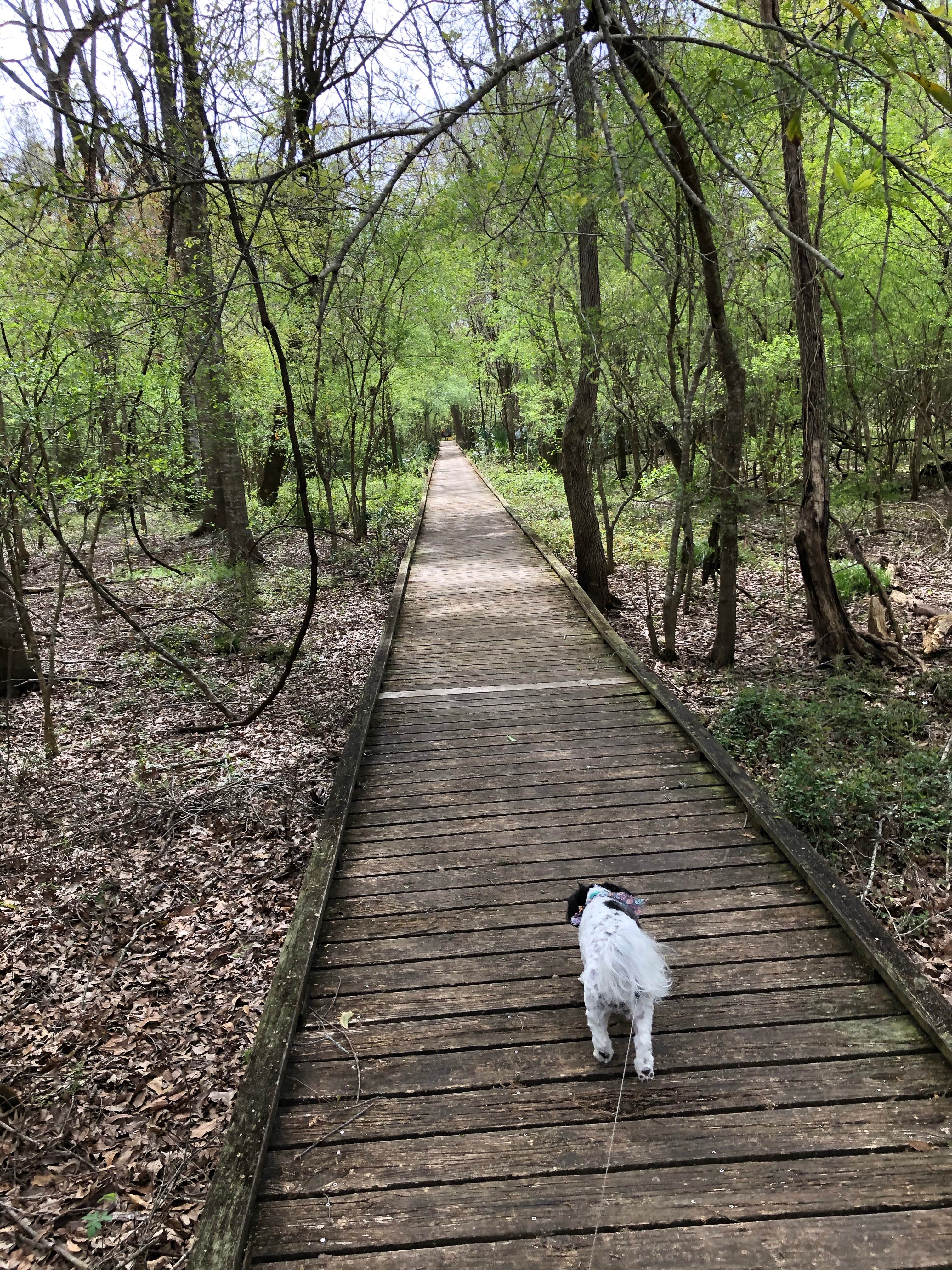 Tara L.'s photo of camping with pets at Lake Fausse Pointe State Park Campground near Baton Rouge, LA