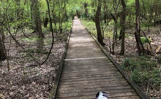 Tara L.'s photo of camping with pets at Lake Fausse Pointe State Park Campground near Prairieville, LA