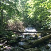 Review photo of Shenandoah National Park Dispersed Sites — Shenandoah National Park by Renée C., March 10, 2020