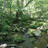 Review photo of Shenandoah National Park Dispersed Sites — Shenandoah National Park by Renée C., March 10, 2020