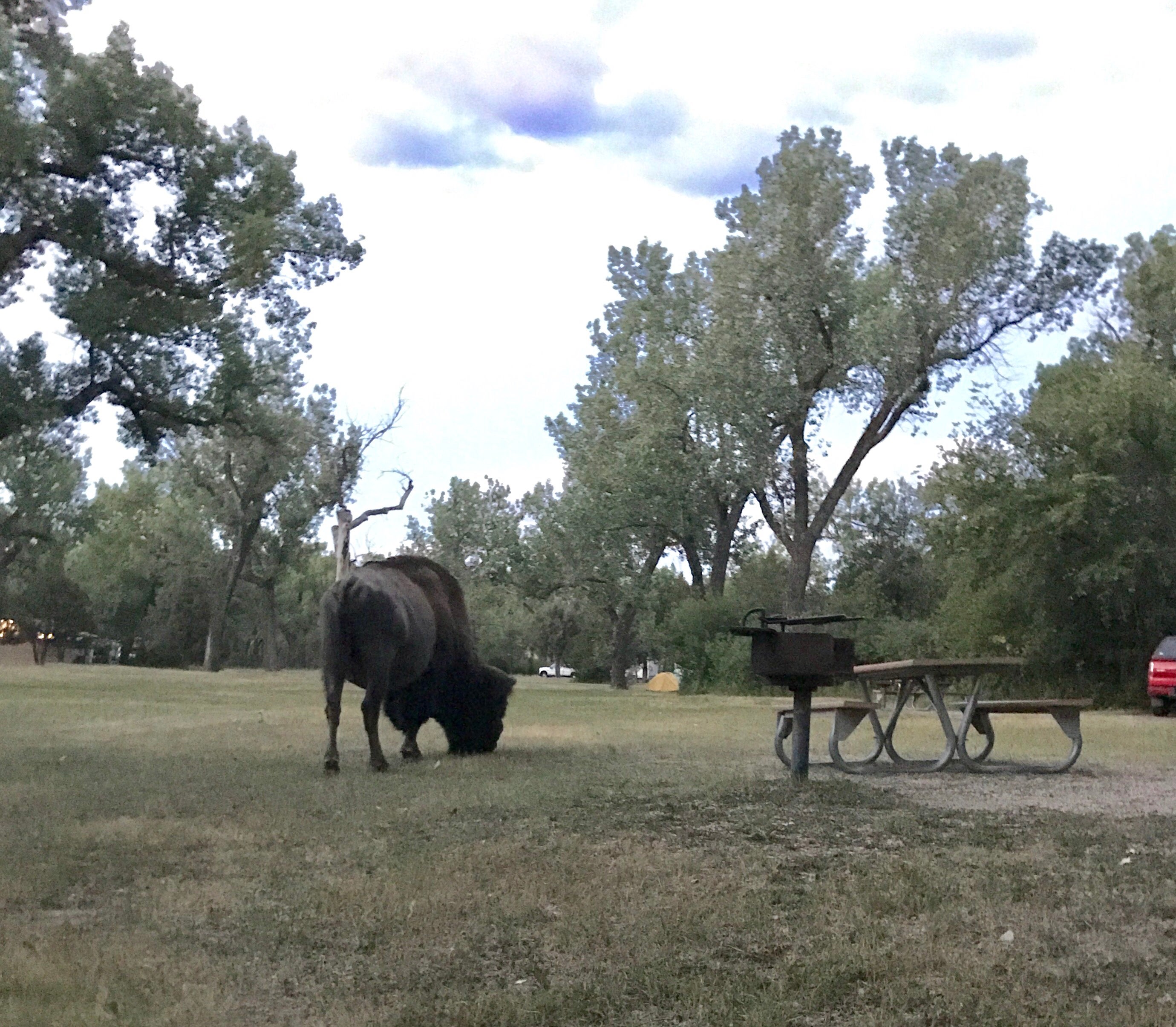 Bison are common visitors to the campground. 