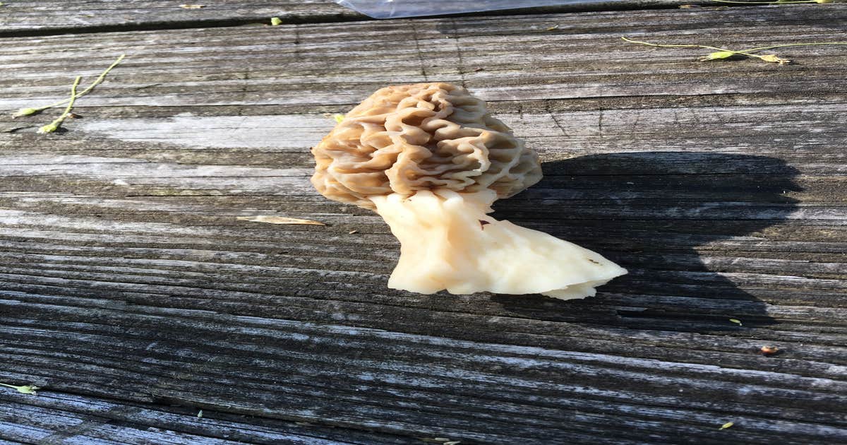 Wolf Run State Park Campground - Main photo