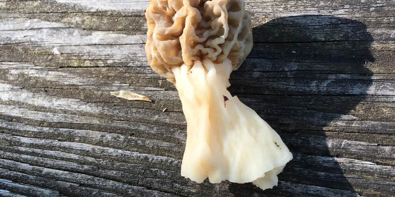 Camper submitted image from Wolf Run State Park Campground