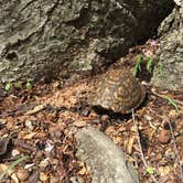 Review photo of Wolf Run State Park Campground by Renée C., March 10, 2020