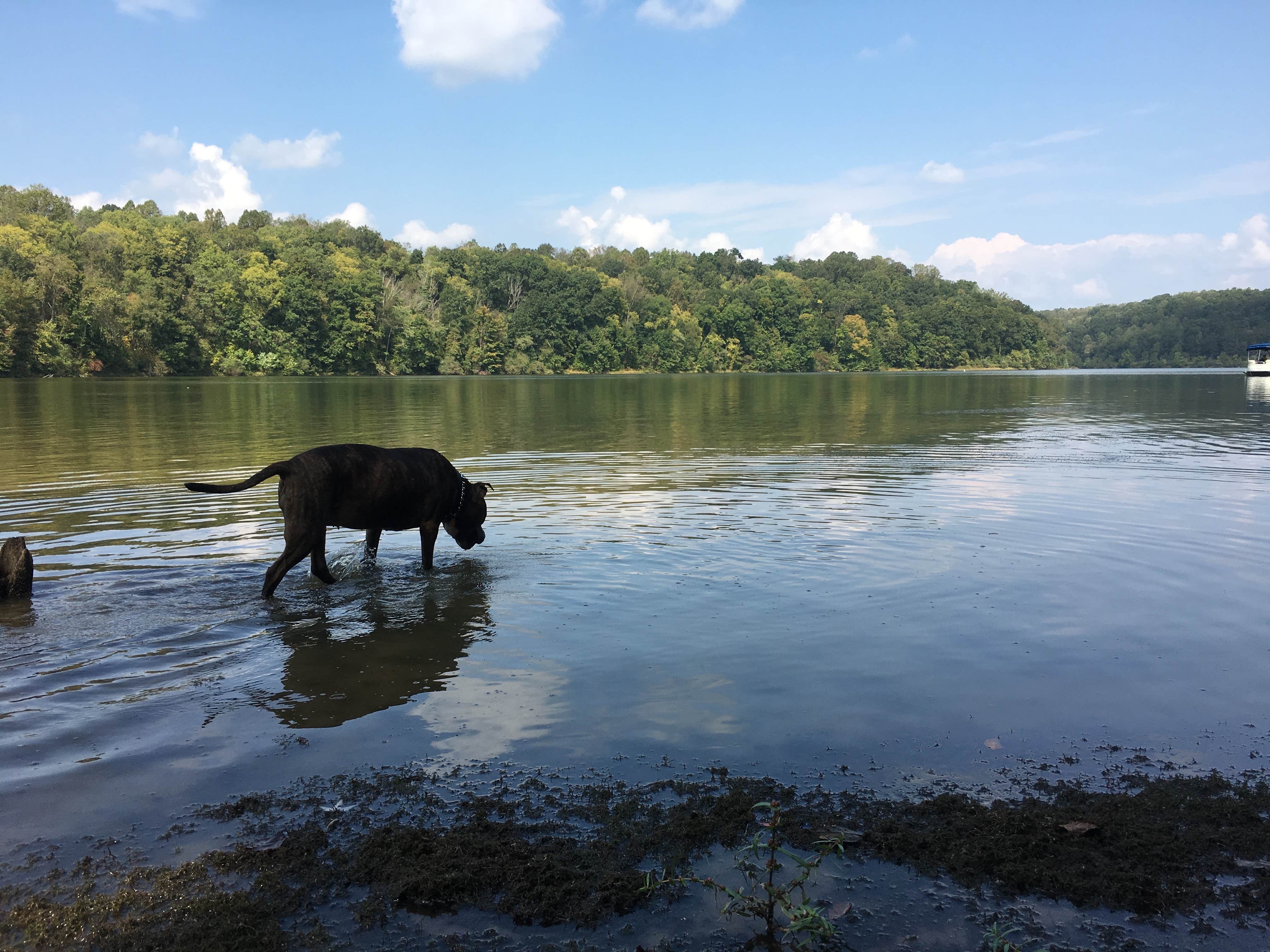 Renée C.'s photo of camping with pets at Salt Fork State Park Campground near Coshocton, OH