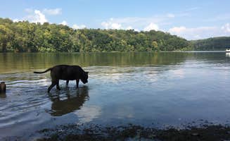 Renée C.'s photo of camping with pets at Salt Fork State Park Campground in Ohio