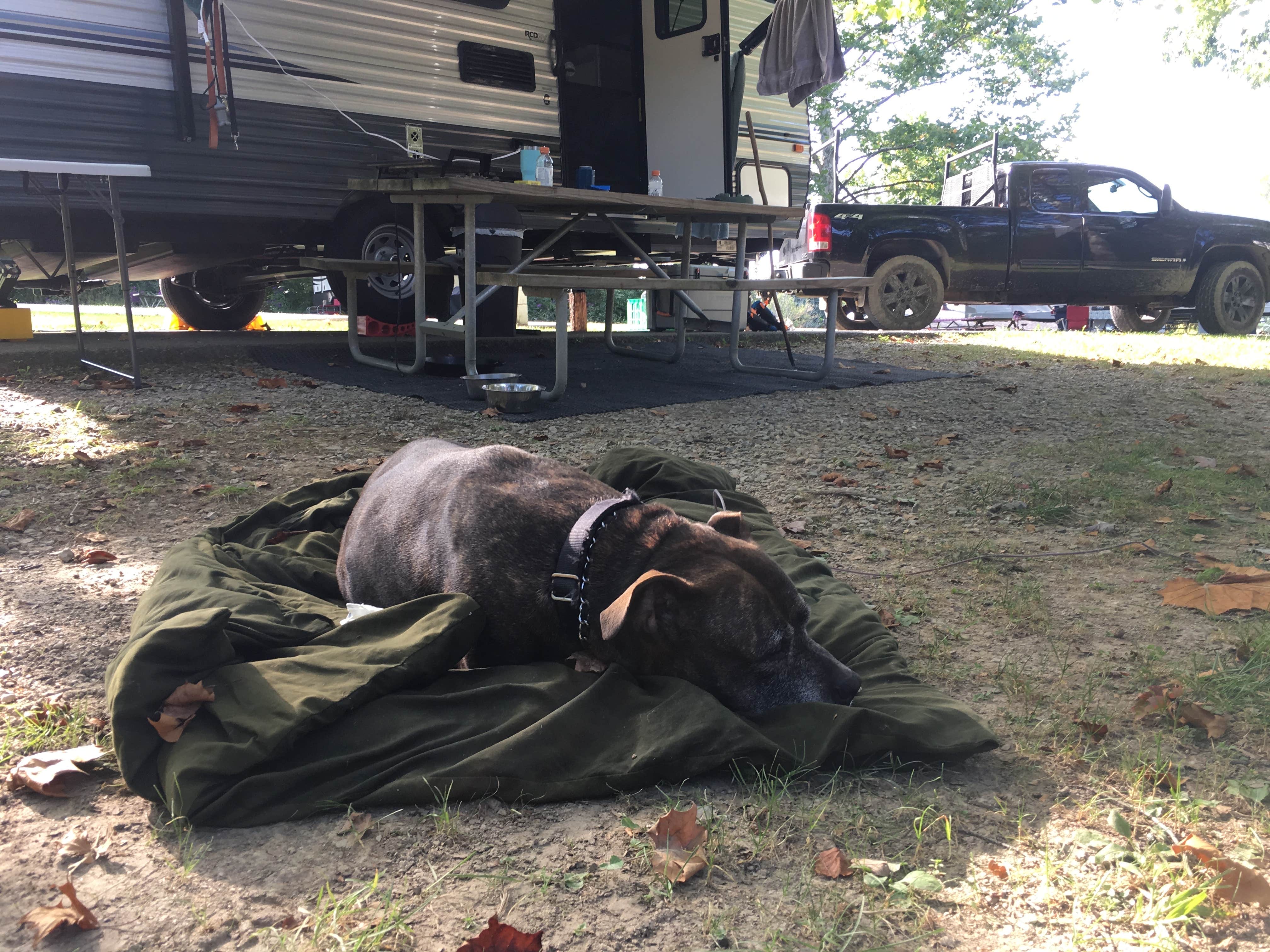 Renée C.'s photo of camping with pets at Dillon State Park Campground near New Concord, OH