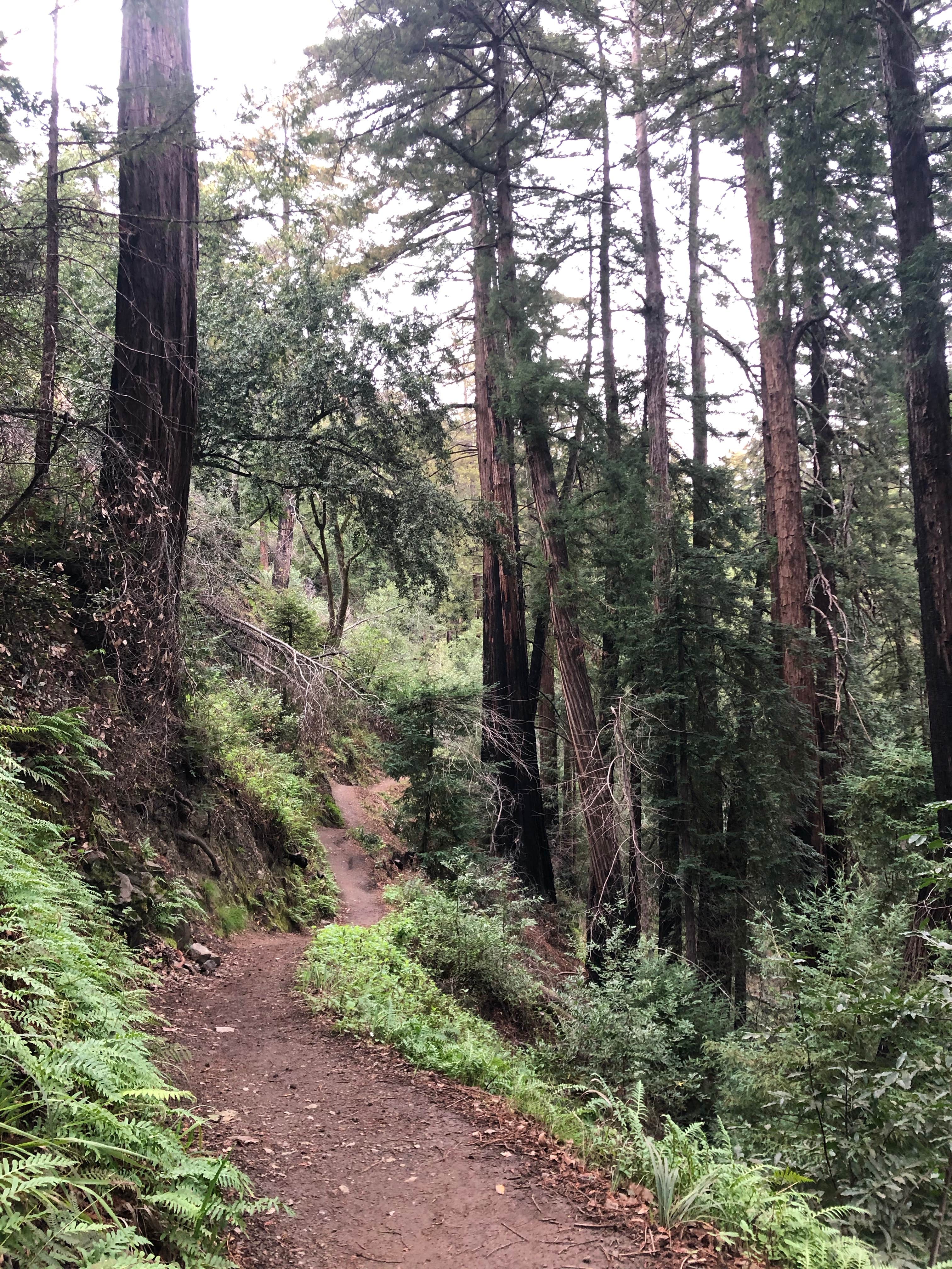Camper-submitted photo at Fernwood Campground & Resort near Fort Hunter Liggett, CA
