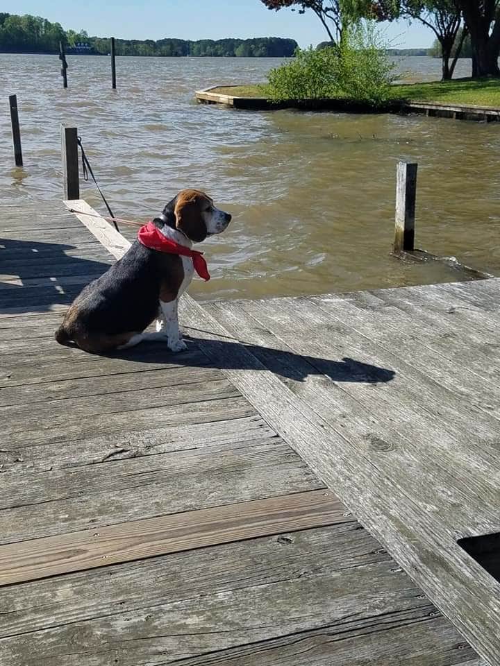 Joe G.'s photo of camping with pets at Thousand Trails Lake Gaston near Rocky Mount, NC