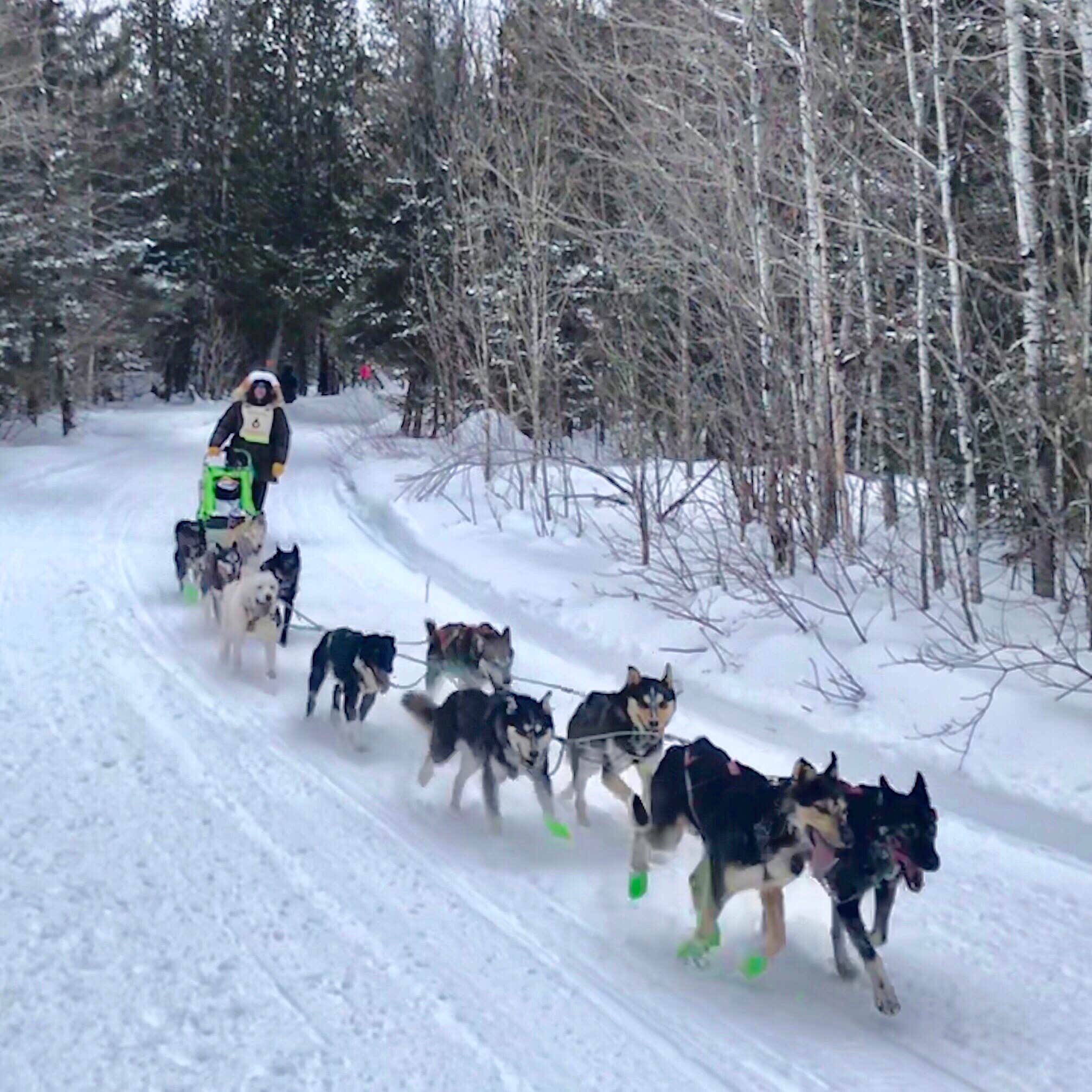 Joanna B.'s photo of camping with pets at Baptism River Campground — Tettegouche State Park in Minnesota