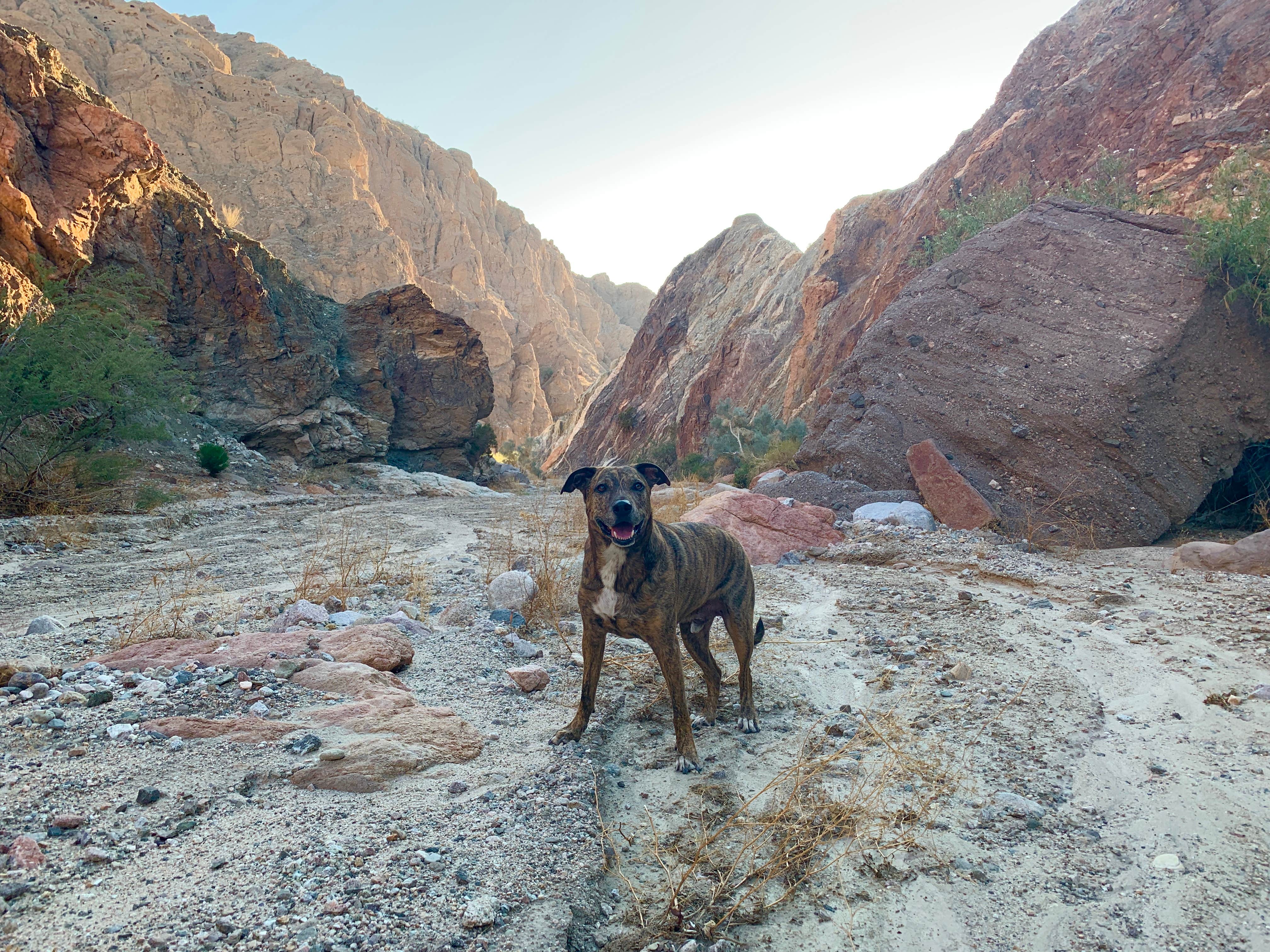 Kayla H.'s photo of camping with pets at Painted Canyon near Indio, CA