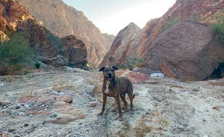 Kayla H.'s photo of camping with pets at Painted Canyon near Mecca, CA
