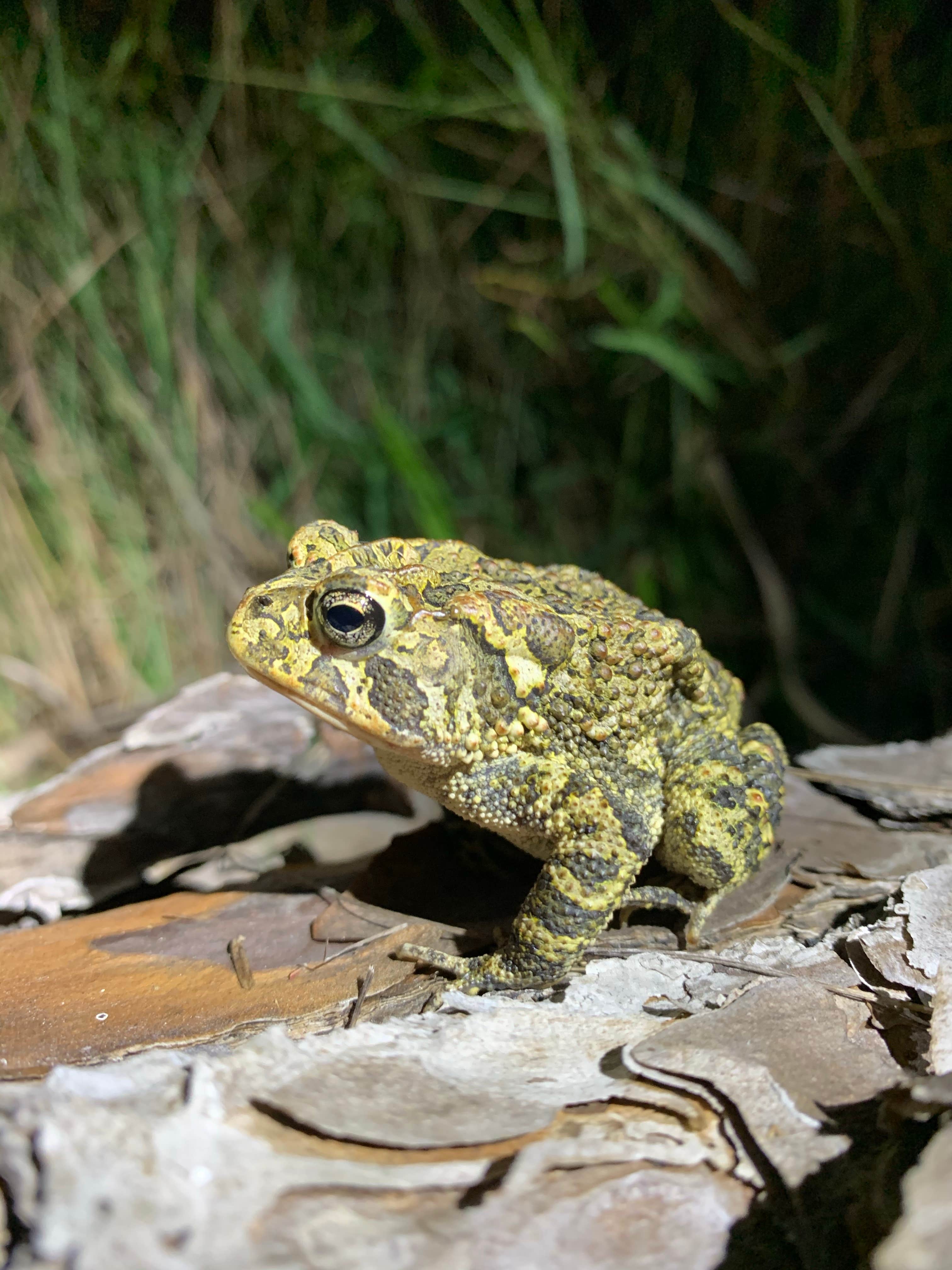 Camper-submitted photo at Seven Mile Camp on the Florida Trail near Davie, FL