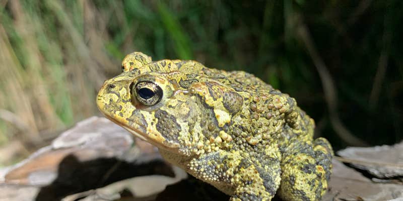 Camper submitted image from Seven Mile Camp on the Florida Trail