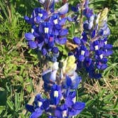 Review photo of Inks Lake State Park Campground by Dianne C., March 17, 2020