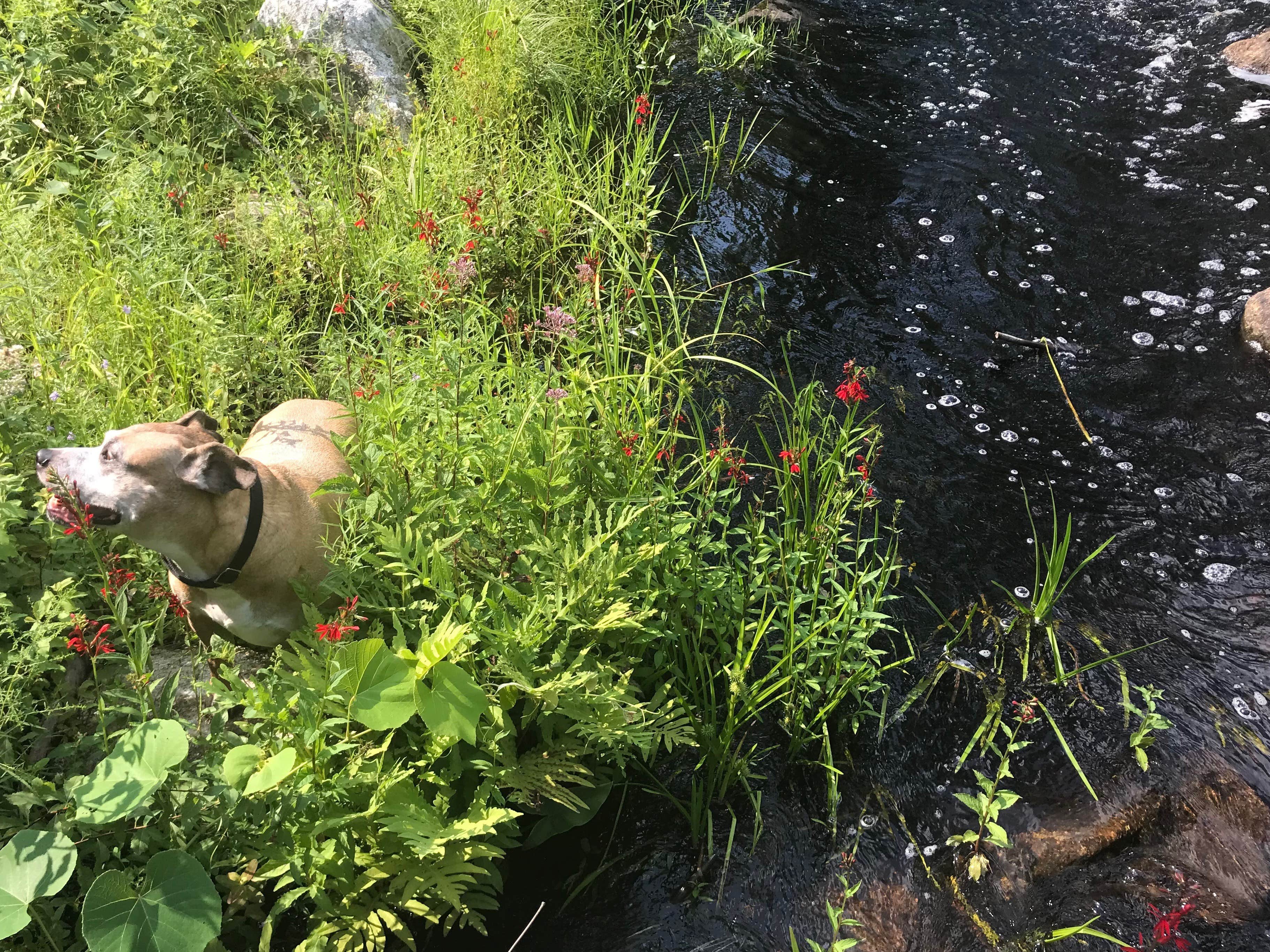 The Dyrt's photo of camping with pets at Hundred Acre Woods near Methuen Town, MA
