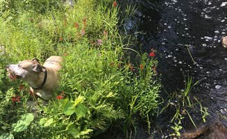 The Dyrt's photo of camping with pets at Hundred Acre Woods near Rockport, MA