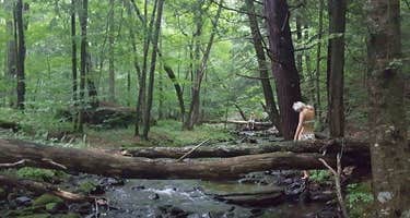 Camp Haven: Meadow Retreat Now Open