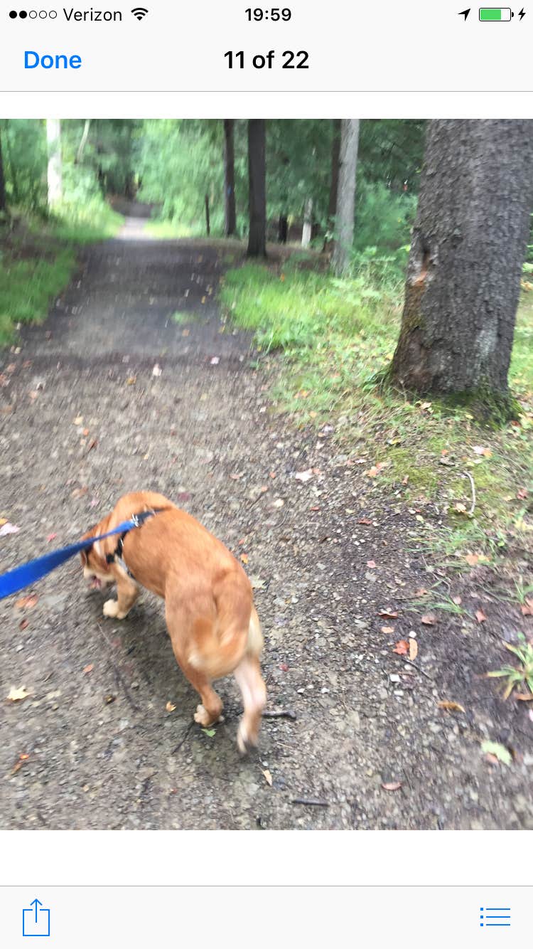 Camper submitted image from Crooked Run Campground — Prince Gallitzin State Park - 5
