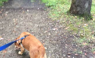 Jay B.'s photo of camping with pets at Crooked Run Campground — Prince Gallitzin State Park near Greenville, PA
