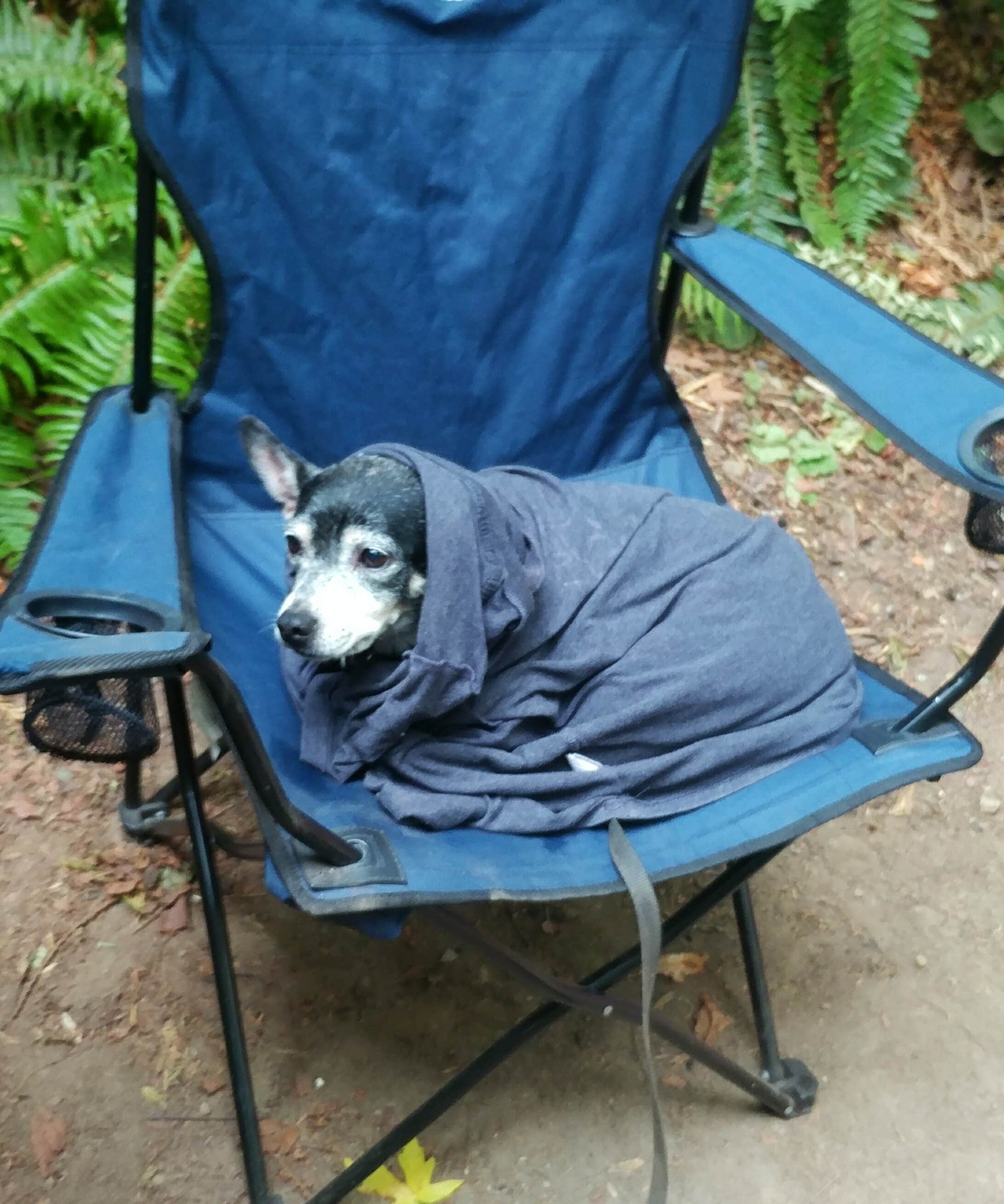 Camper-submitted photo at Illahee State Park Campground near Silverdale, WA