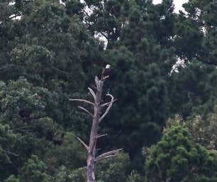 Camper submitted image from Cox Creek Lake Campground - 3