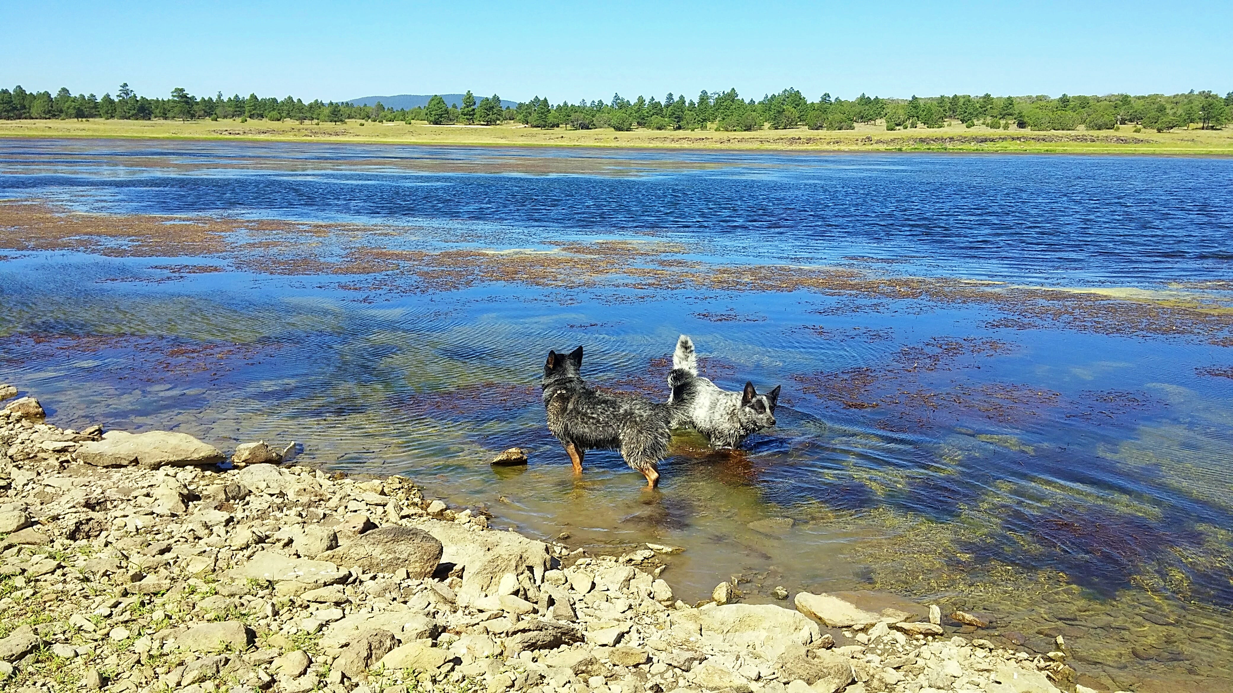 My dogs enjoying the beautiful water :)