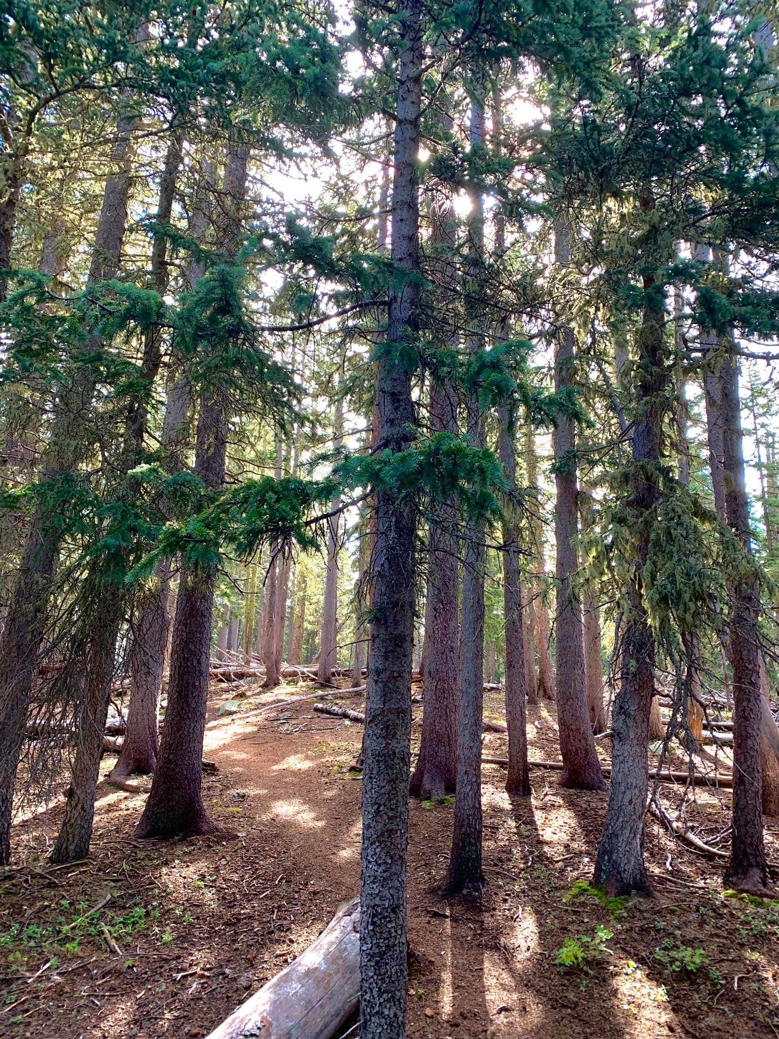 Camper-submitted photo at Aspen Basin Campground near Pecos, NM