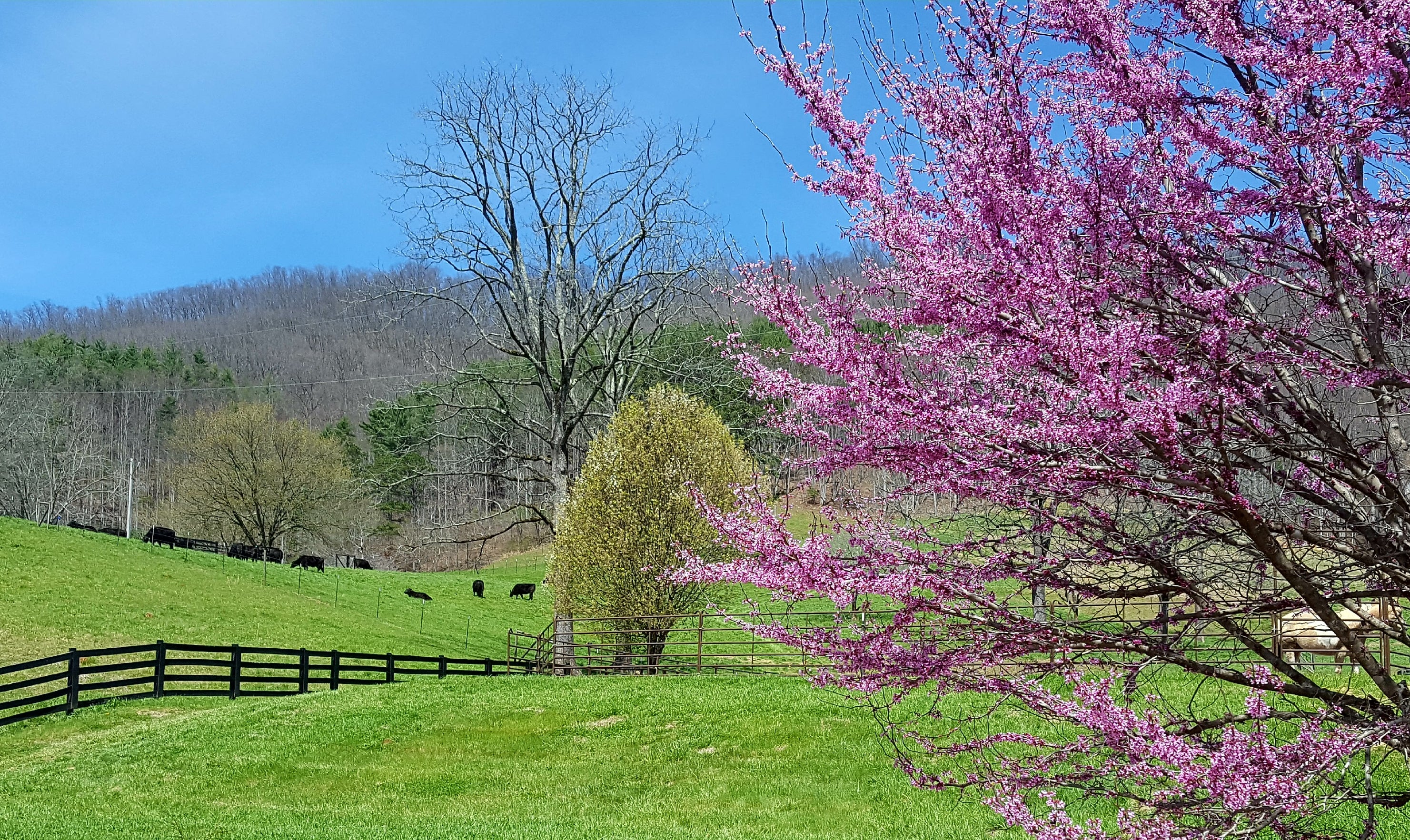 Spring on the ranch