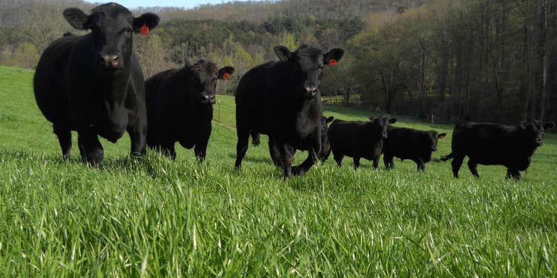 Camper submitted image from Walnut Hollow RV Ranch