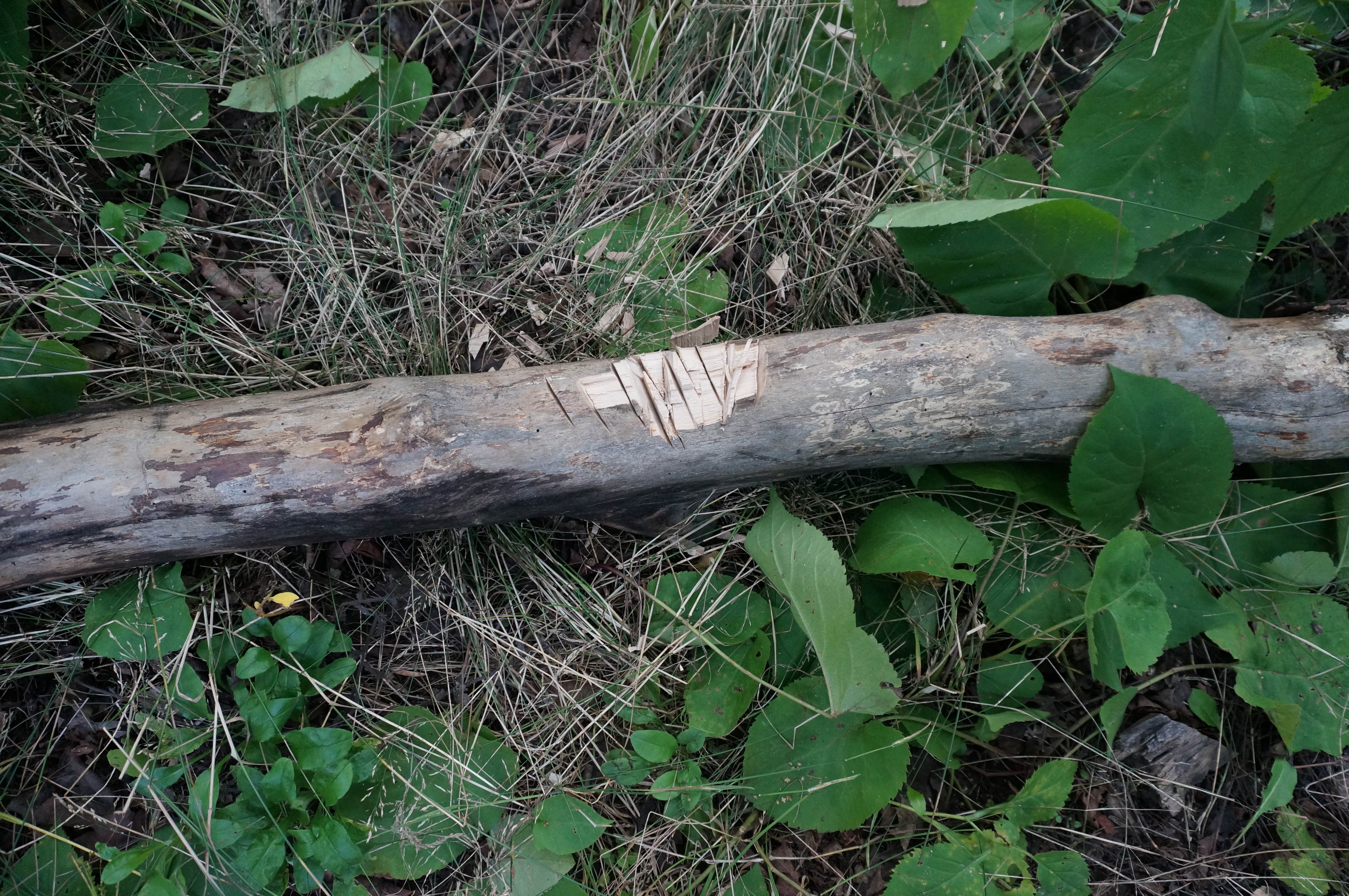 Camper-submitted photo at Welcker's Point Campground — Peninsula State Park near Sister Bay, WI