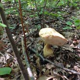 Review photo of Highbank Lake Campground by Artem  I., September 7, 2017