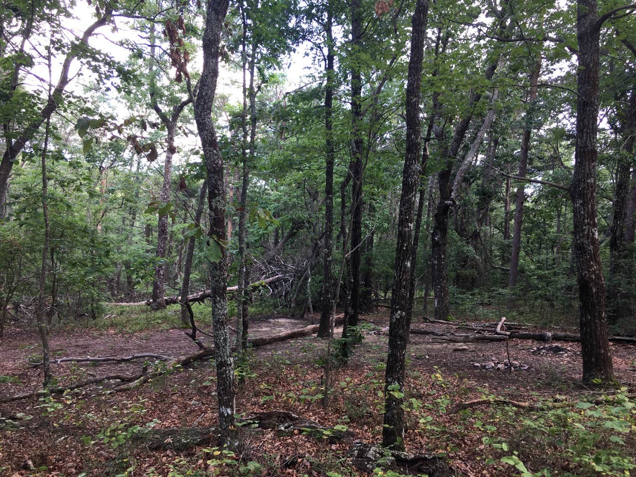 Camper submitted image from Pinhoti Trail Backcountry after passing McDill Point — Cheaha State Park - 2