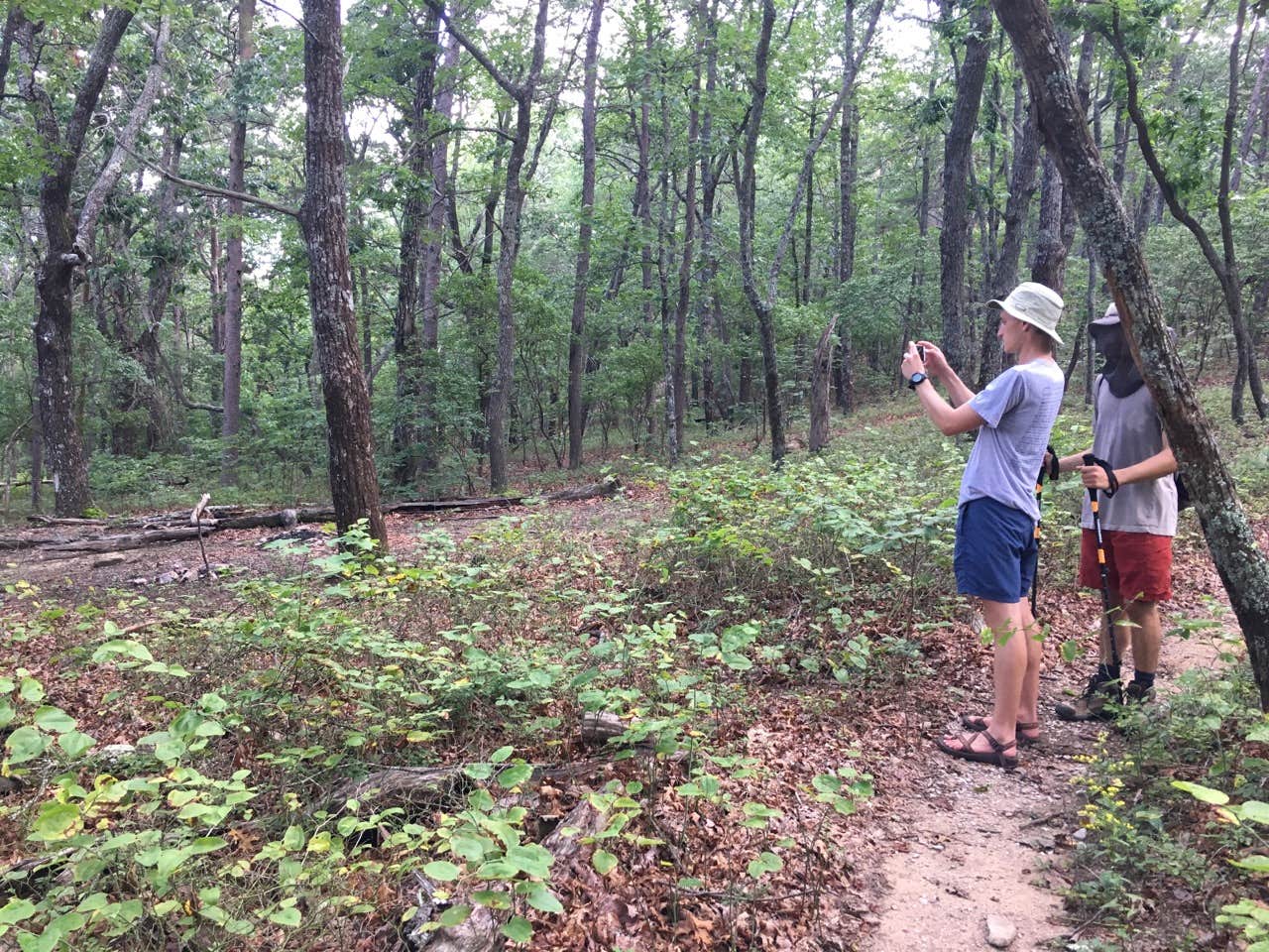 Camper submitted image from Pinhoti Trail Backcountry after passing McDill Point — Cheaha State Park - 4