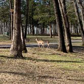 Review photo of Lake of the Ozarks State Park Campground by Scott M., March 19, 2020