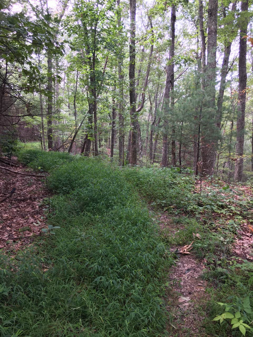 Camper submitted image from Conasauga River Campground - 2