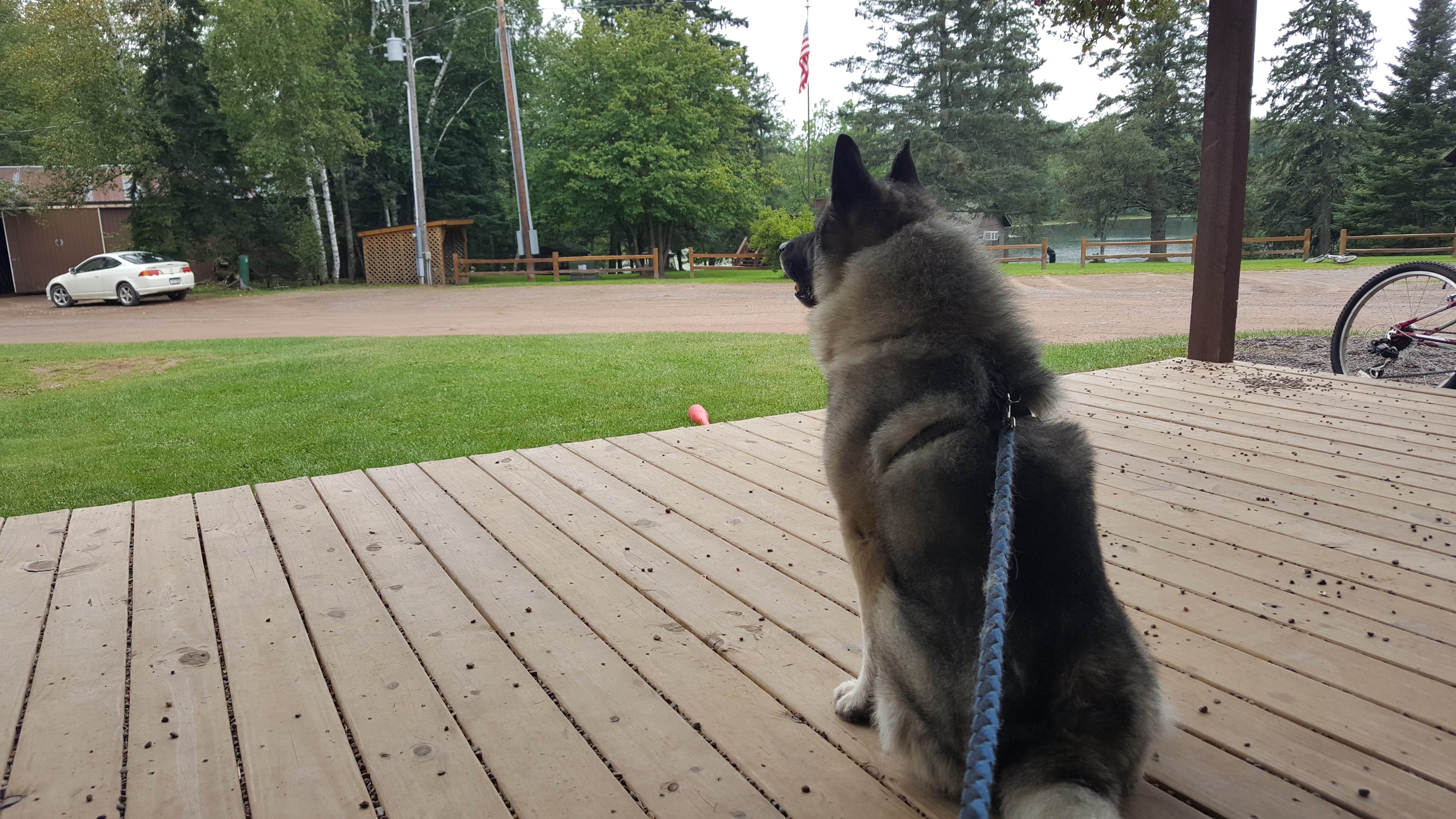 Jesse E.'s photo of camping with pets at Bent Trout Lake Campground near Duluth, MN