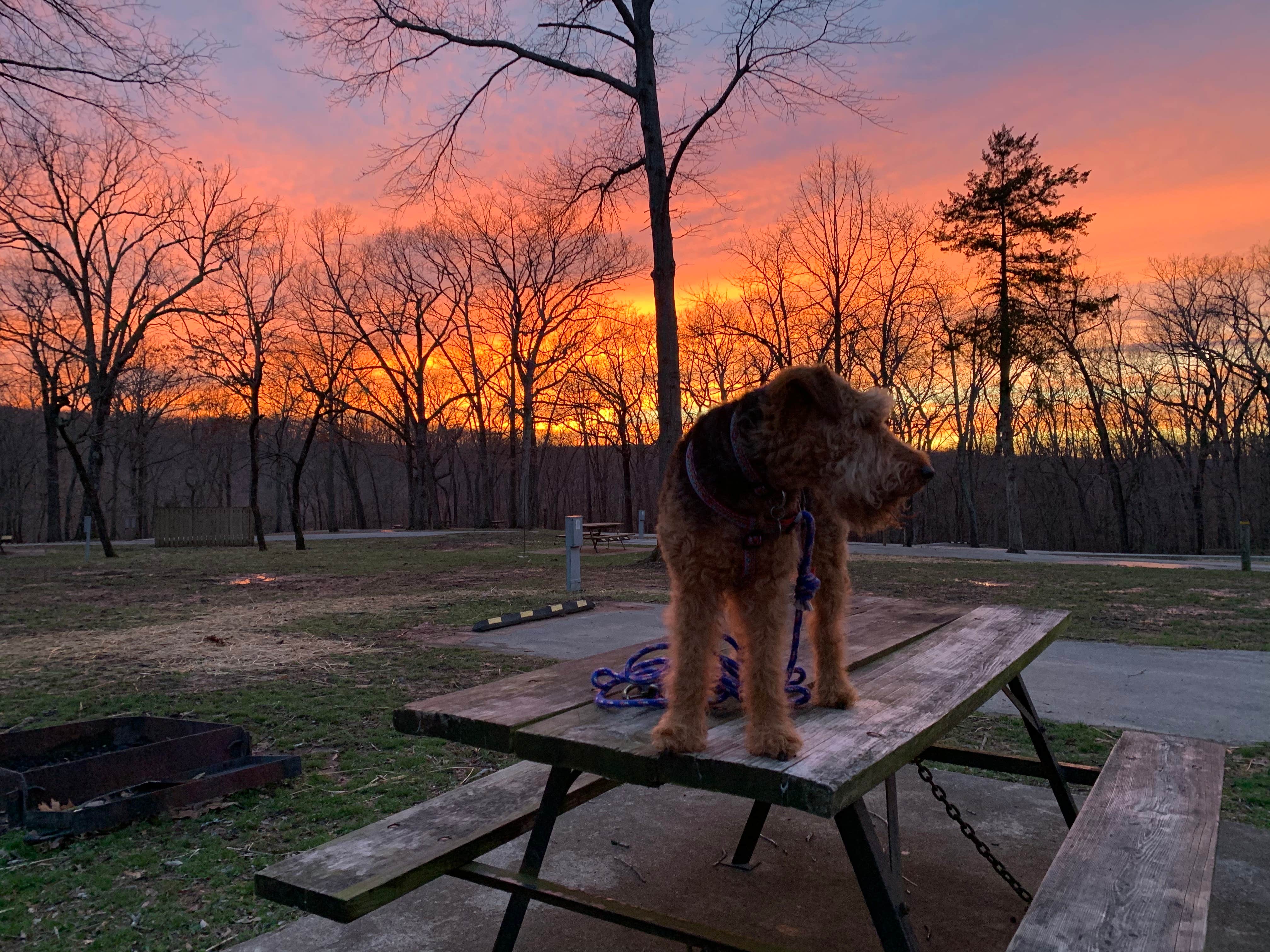 Scott M.'s photo of camping with pets at Lake of the Ozarks State Park Campground near Fort Leonard Wood, MO