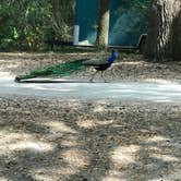 Review photo of Canoe Outpost Little Manatee River by Matt-Mandi M., March 23, 2020