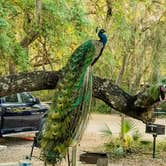 Review photo of Canoe Outpost Little Manatee River by Matt-Mandi M., March 23, 2020