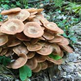 Review photo of Hickory Creek and Conasauga River Intersection Backcountry Campground by Asher K., September 7, 2017