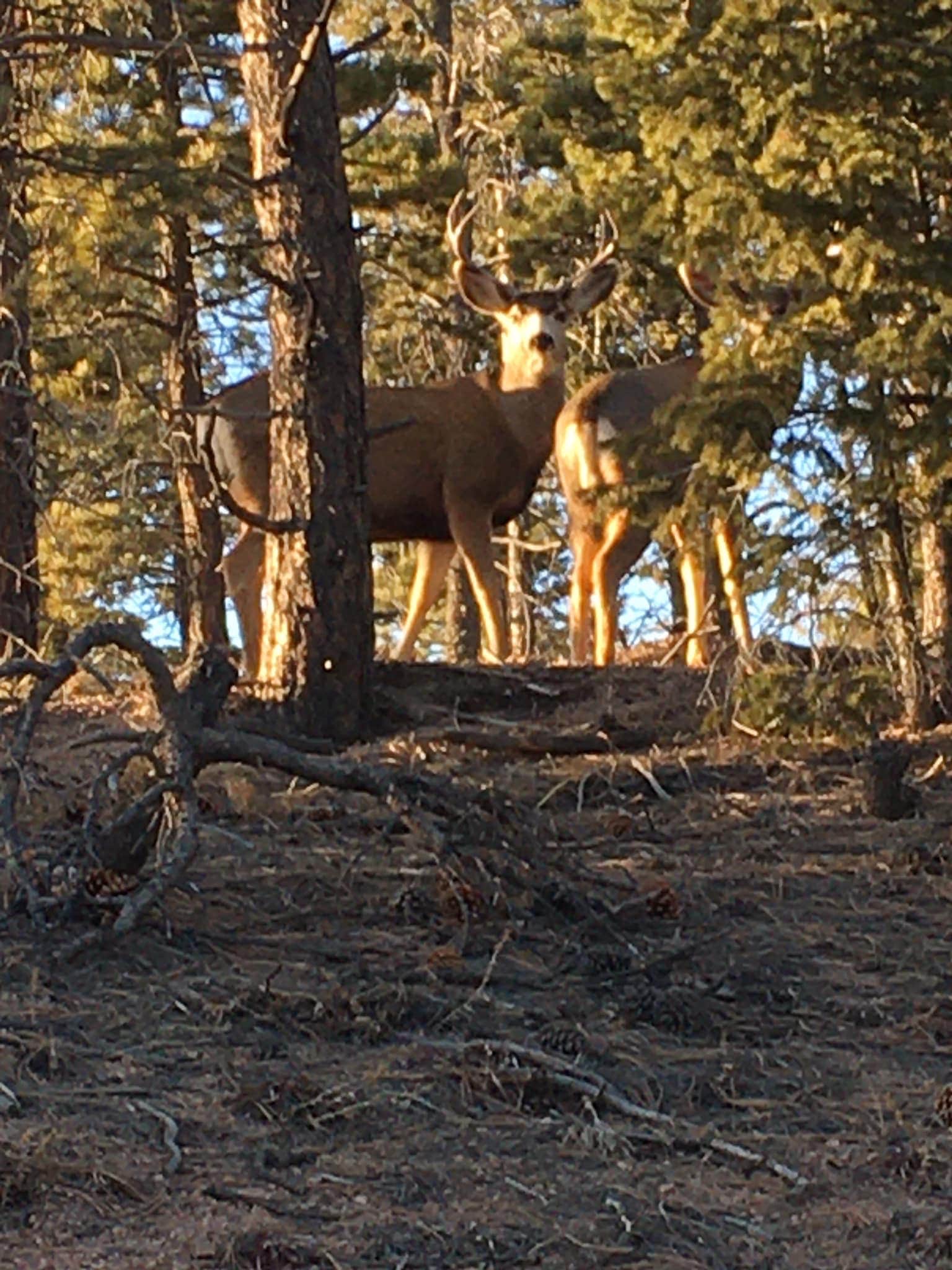 Camper-submitted photo at Mount Herman Road Dispersed Camping near Watkins, CO