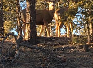 Mount Herman Road Dispersed Camping